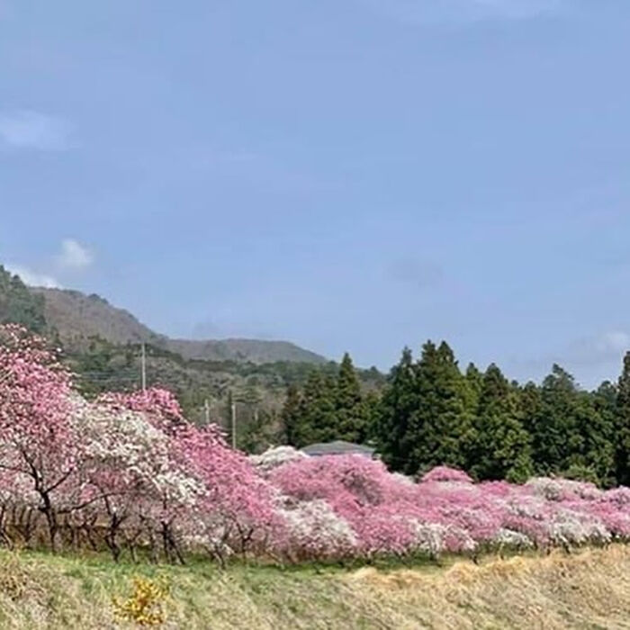 画像3131