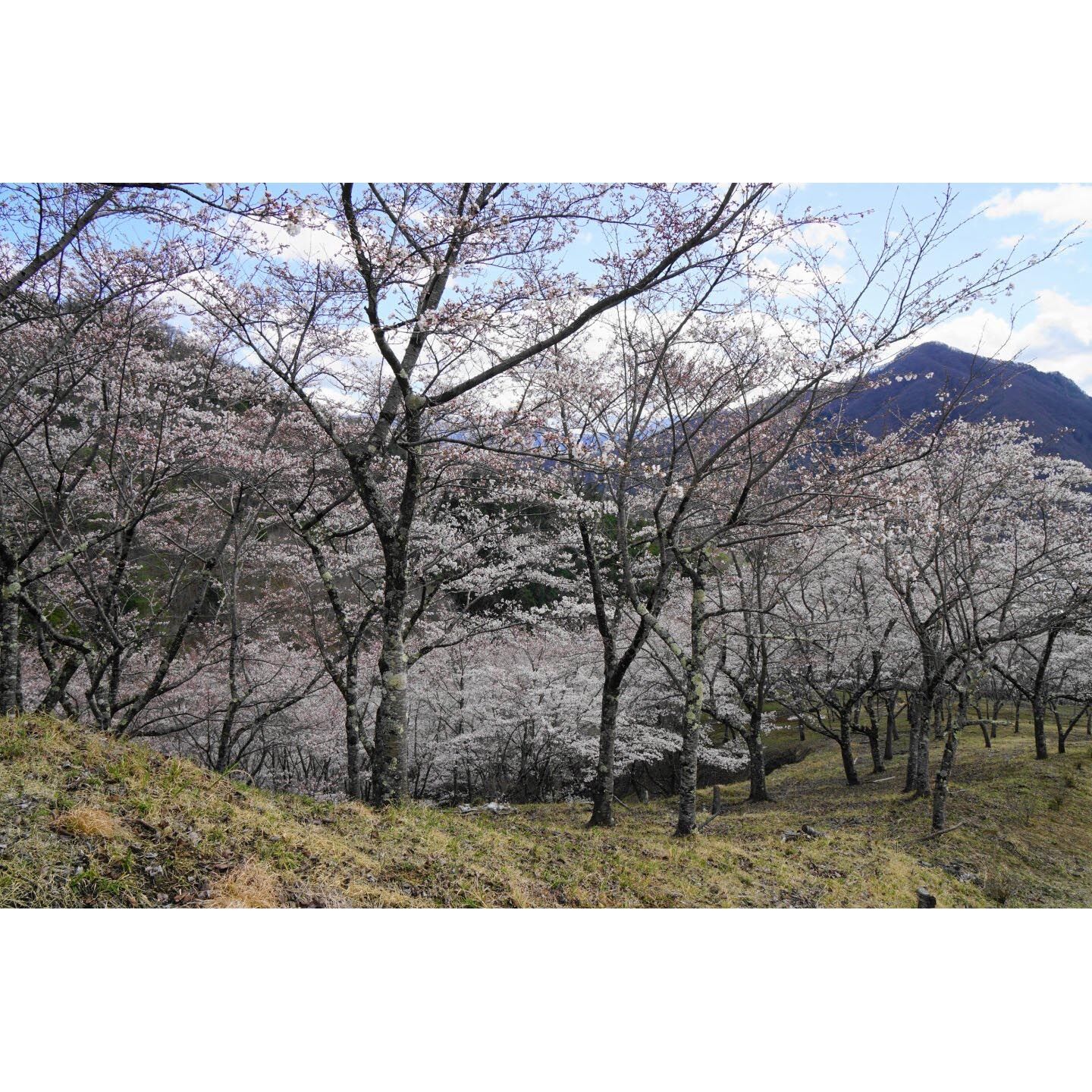 画像3787