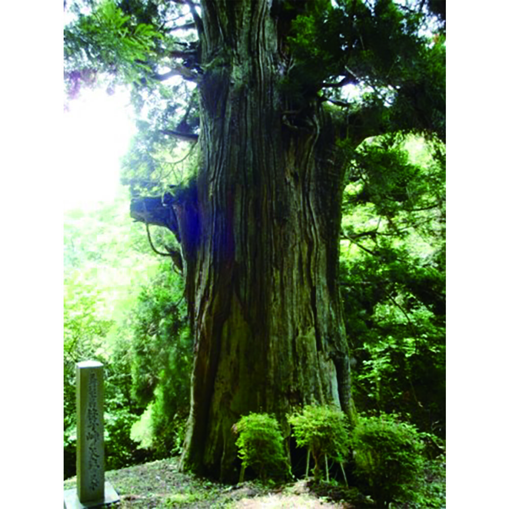 画像4291