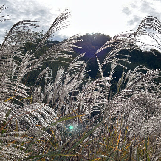 IMG_8454 2