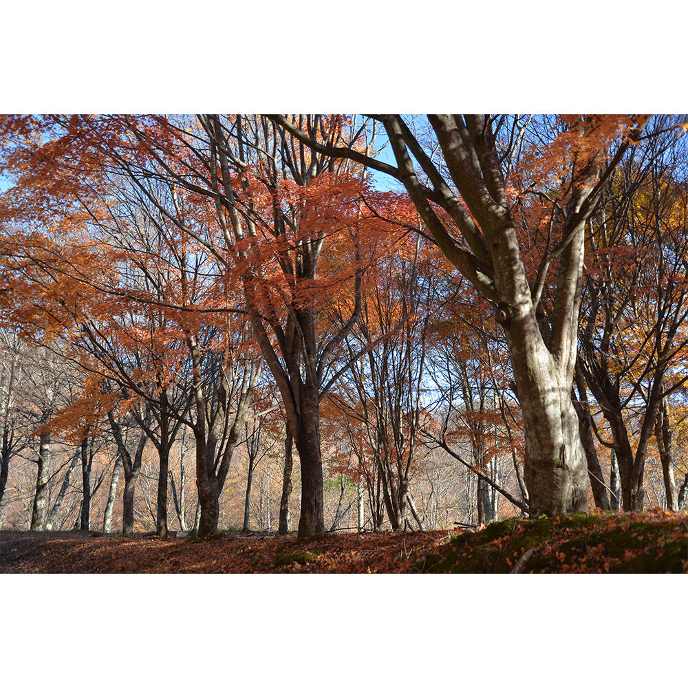 画像4975